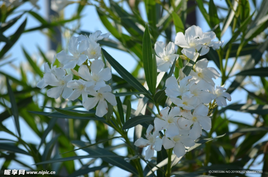 夹竹桃白色花朵