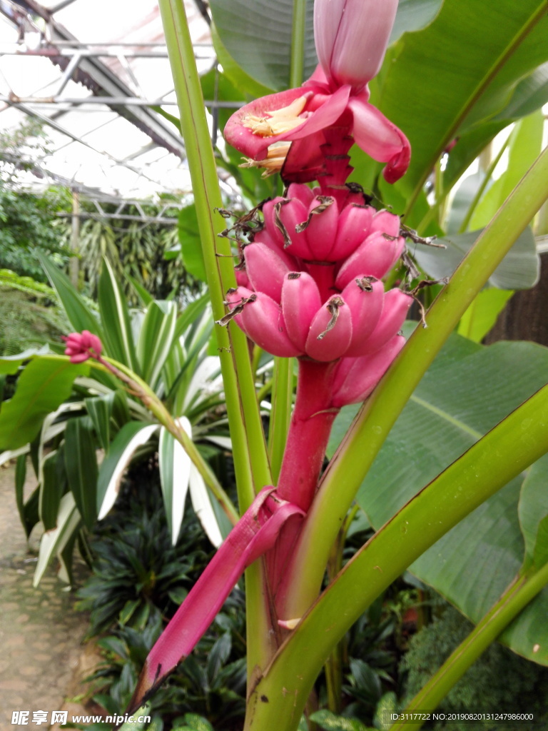 兴隆植物园 树种 奇观 植物