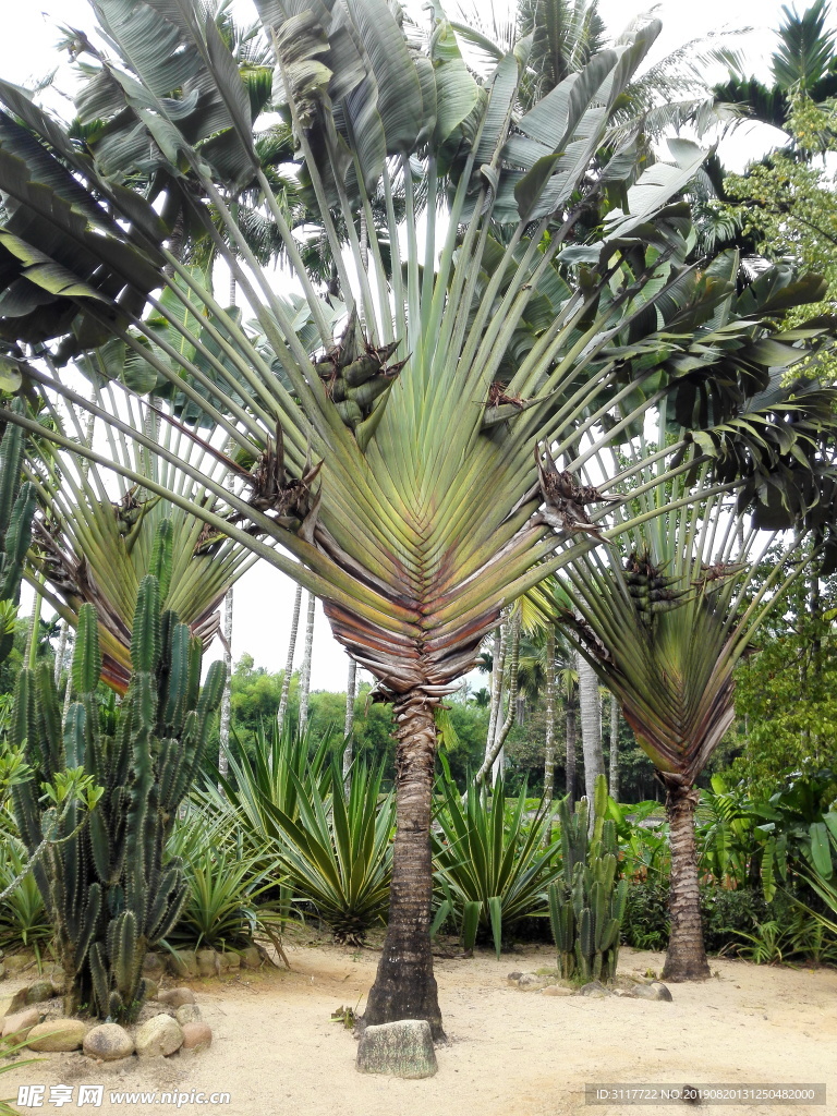 兴隆植物园 树种 奇观 植物