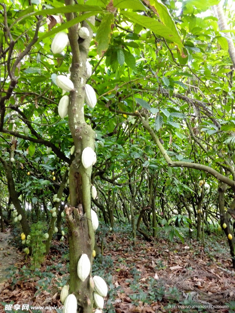 兴隆植物园 树种 奇观 植物