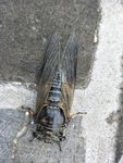 蝉