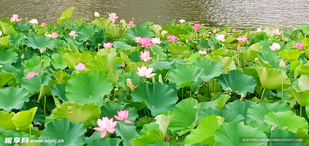 荷花池