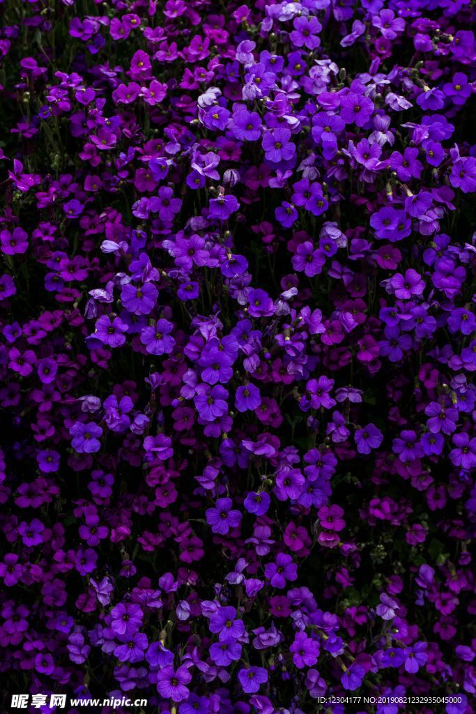 鲜花