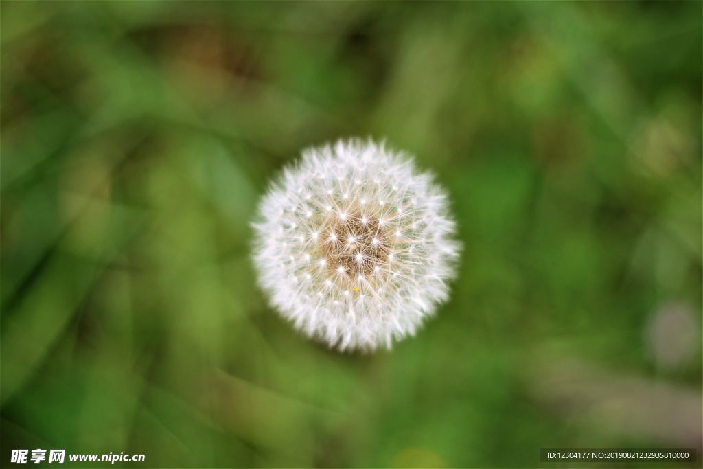 鲜花