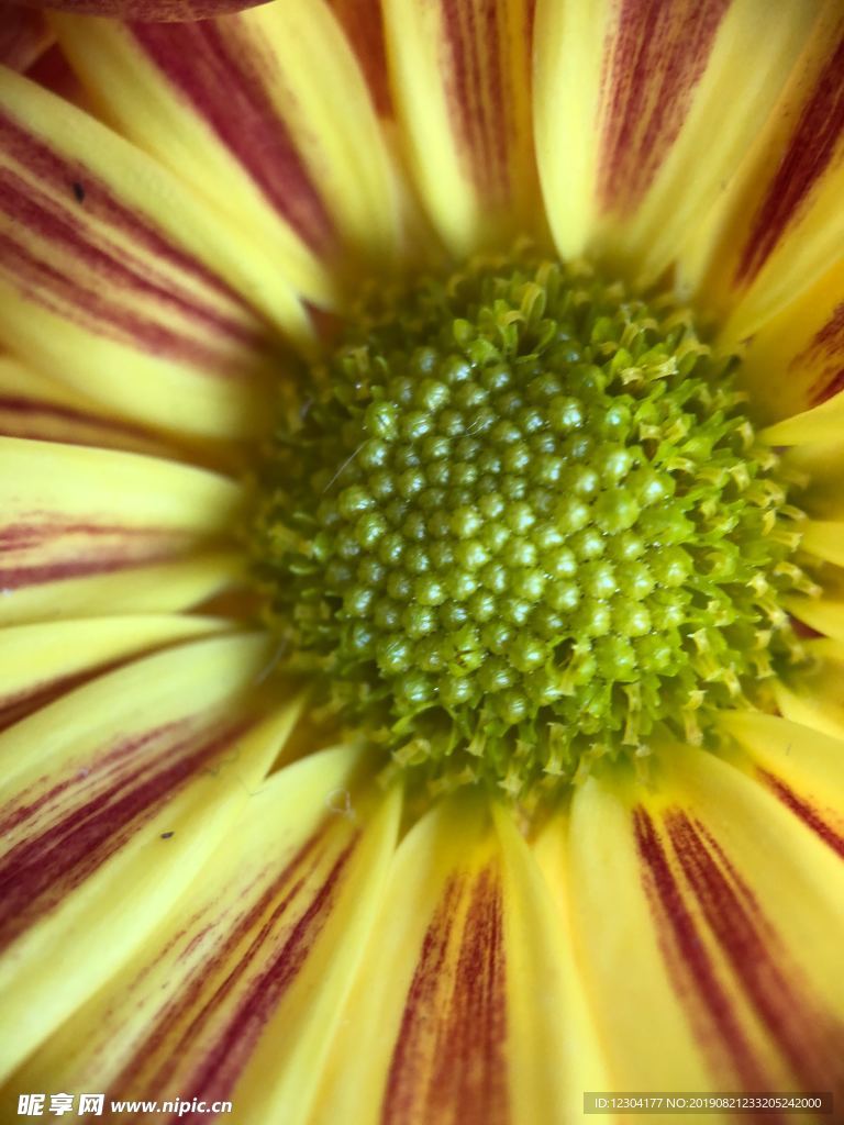 葵花