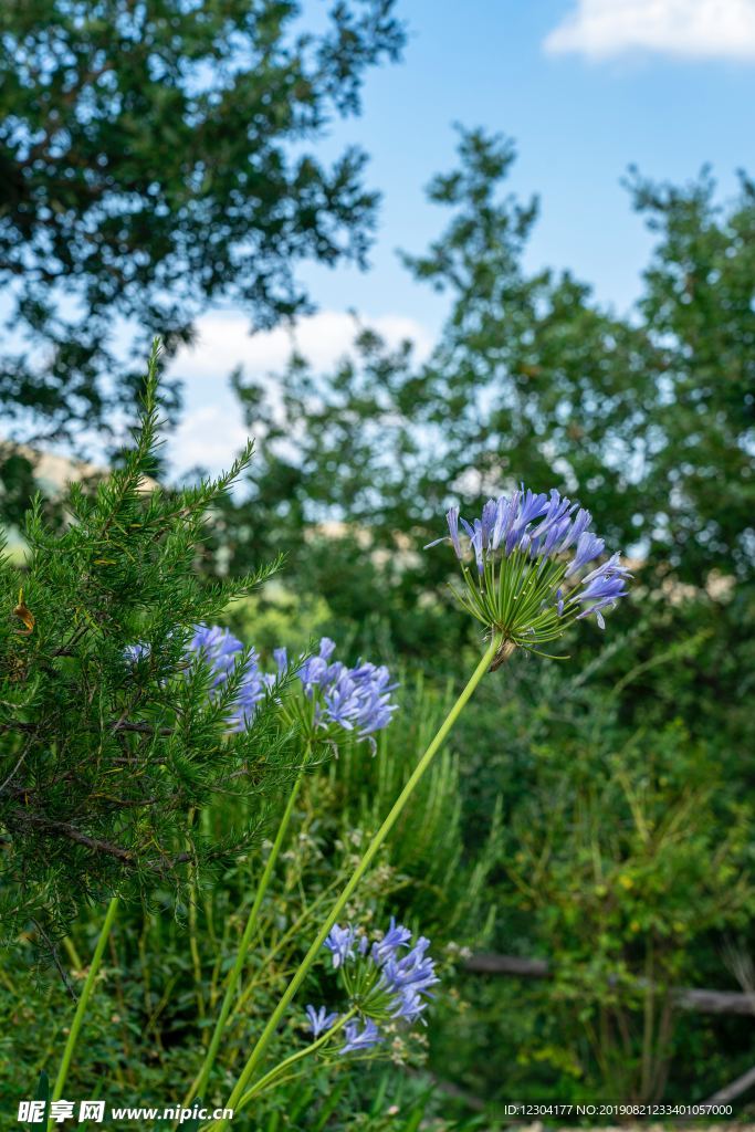 鲜花