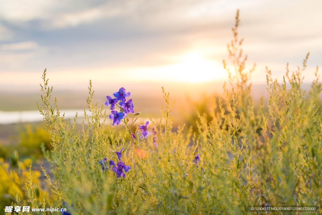 鲜花