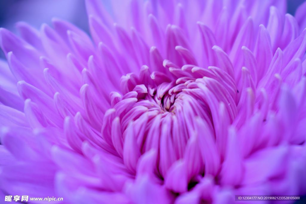 鲜花