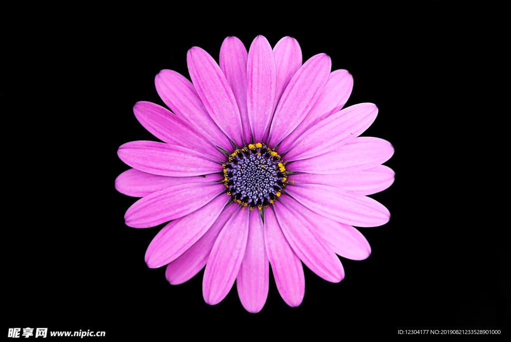 鲜花