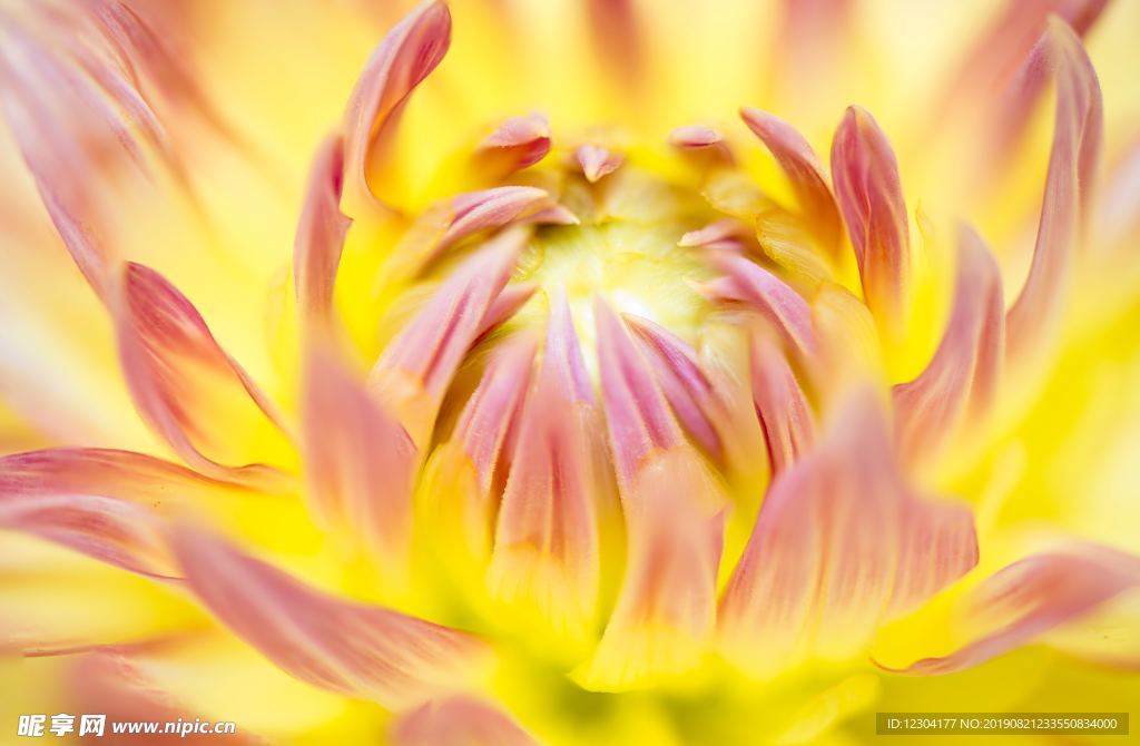 鲜花