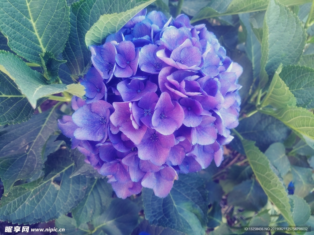 紫色花朵绿色树叶