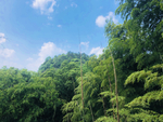 风景