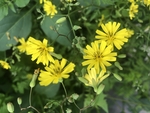 黄鹌菜
