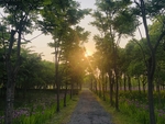 林阴小道