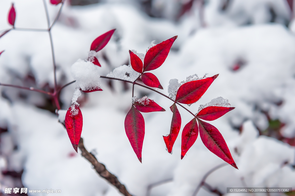 雪中的红叶