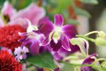 鲜花