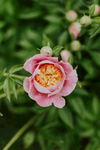粉色芍药花