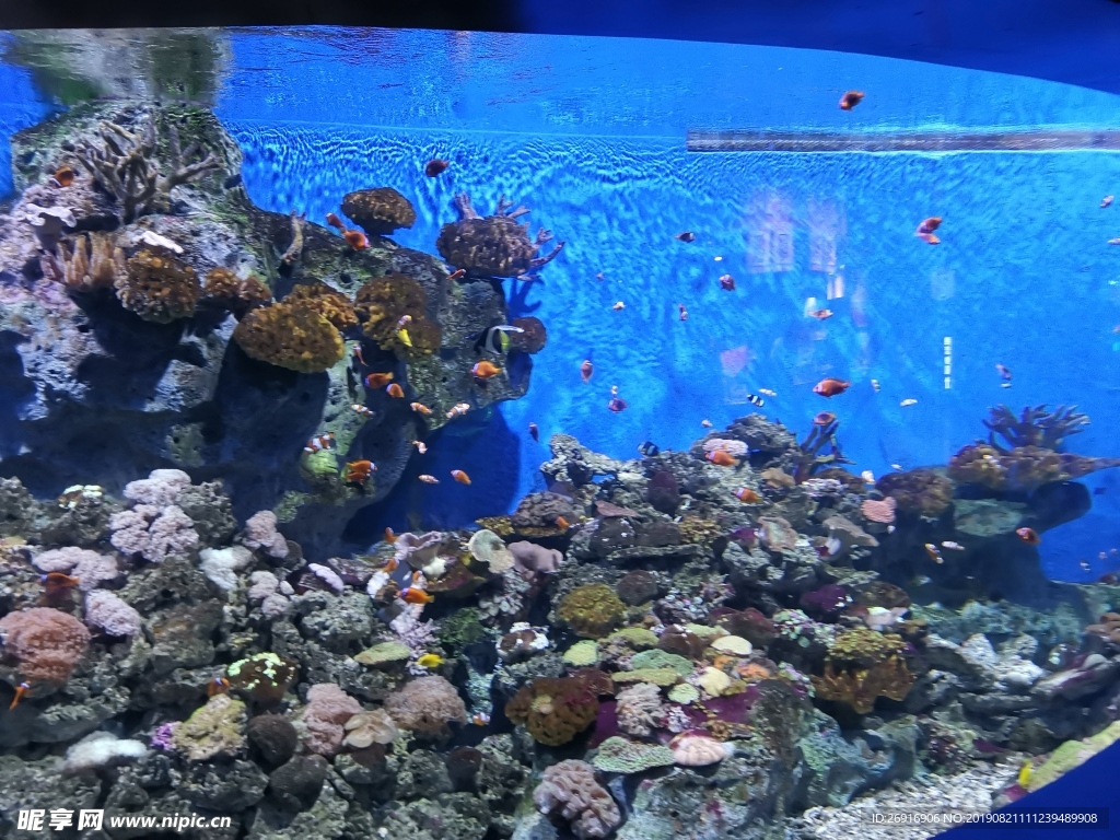海底珊瑚礁鱼群