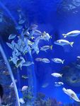 海洋公园海鱼群