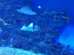 海洋生物图