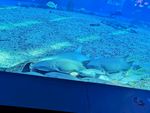 海底生物栖息图