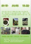 茶叶宣传