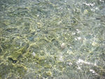 浅水