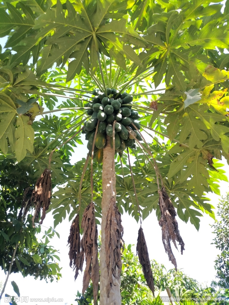 木瓜