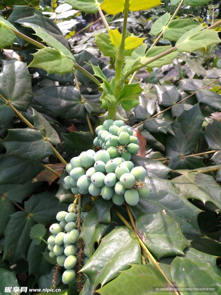 绿色植物