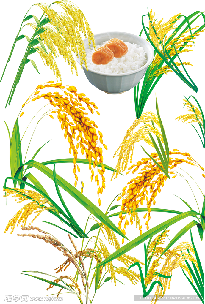 稻穗