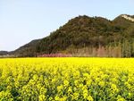 十里河滩\油菜花田