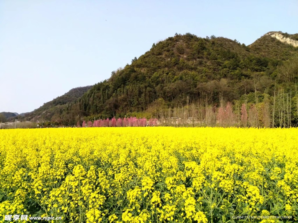 十里河滩\油菜花田