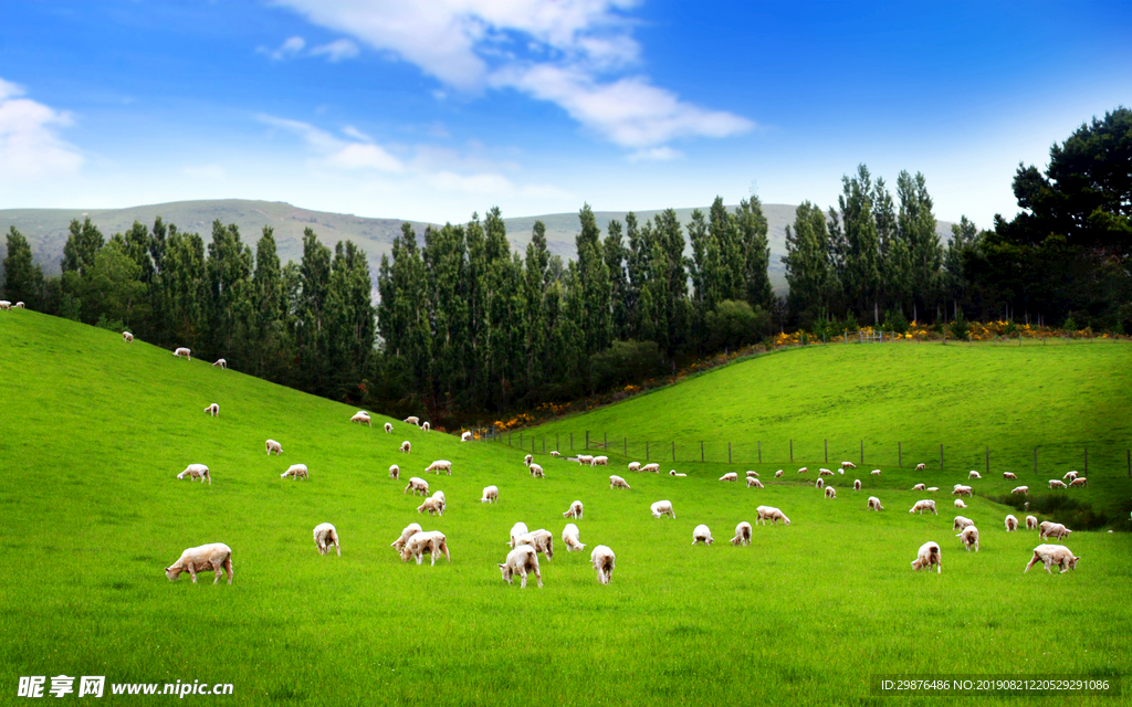 广阔大草原上的羊群