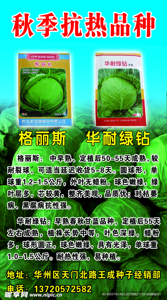 莲花白