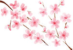 樱花 水彩 手绘