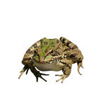 青蛙