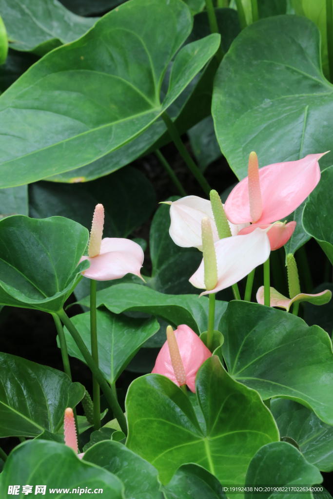 花烛