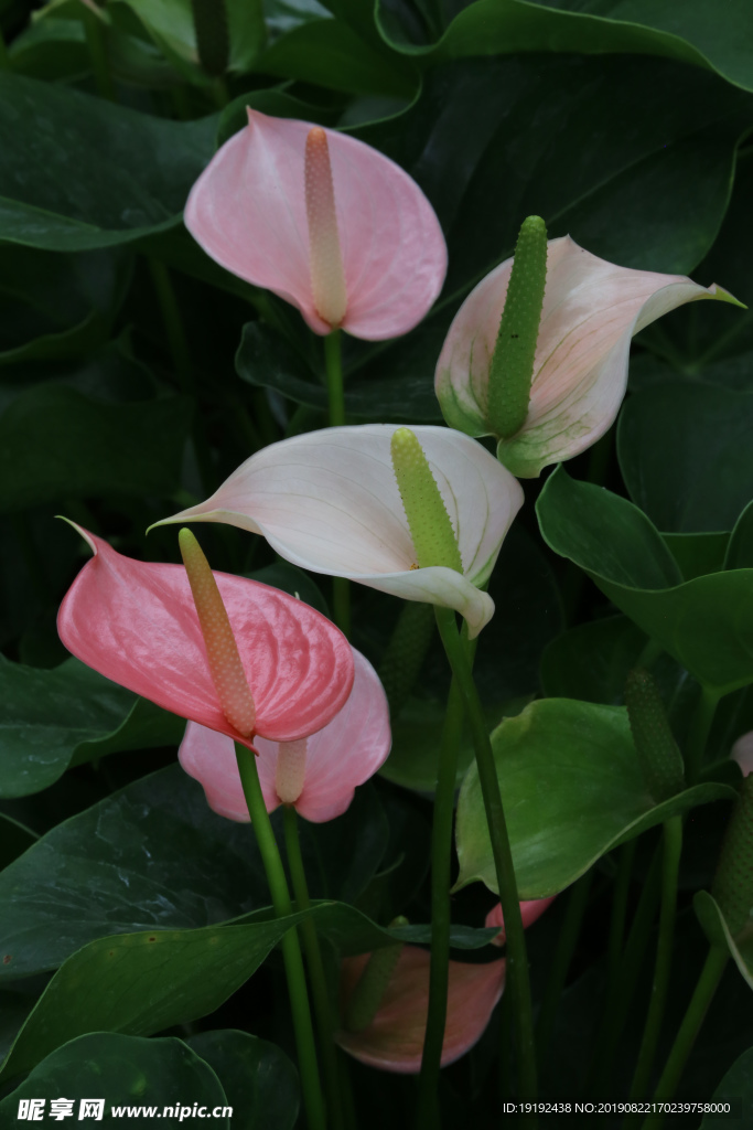 花烛