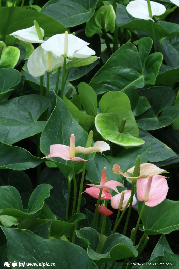 花烛
