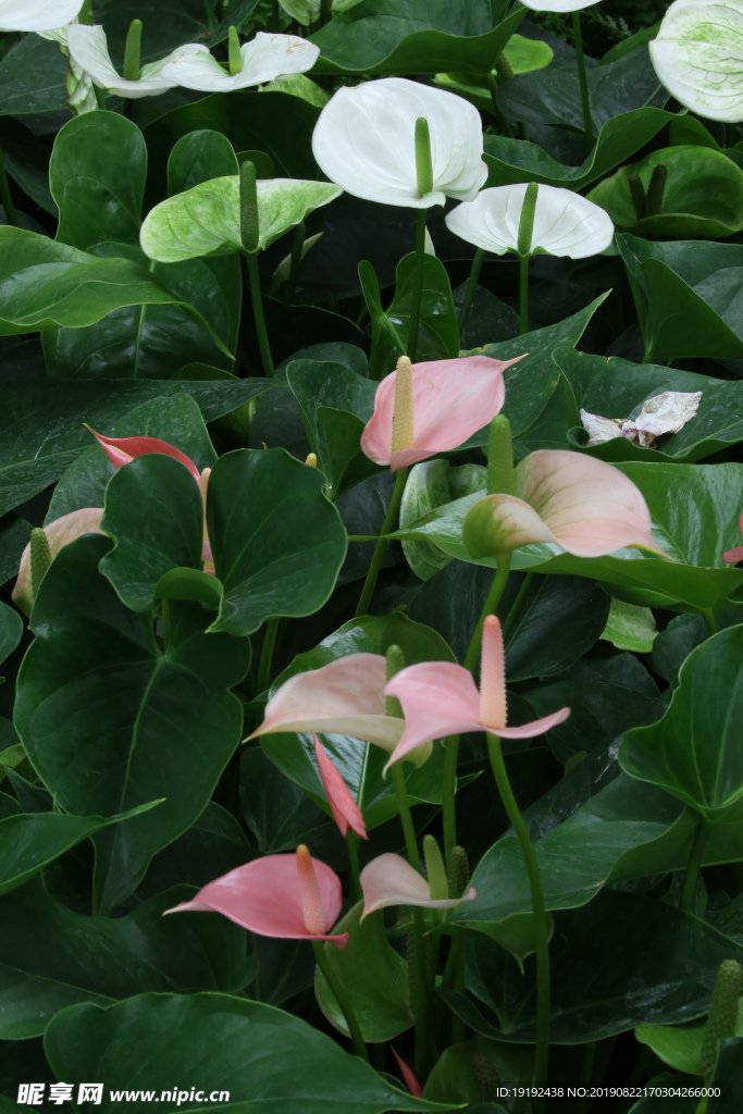 花烛