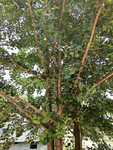 银杏树