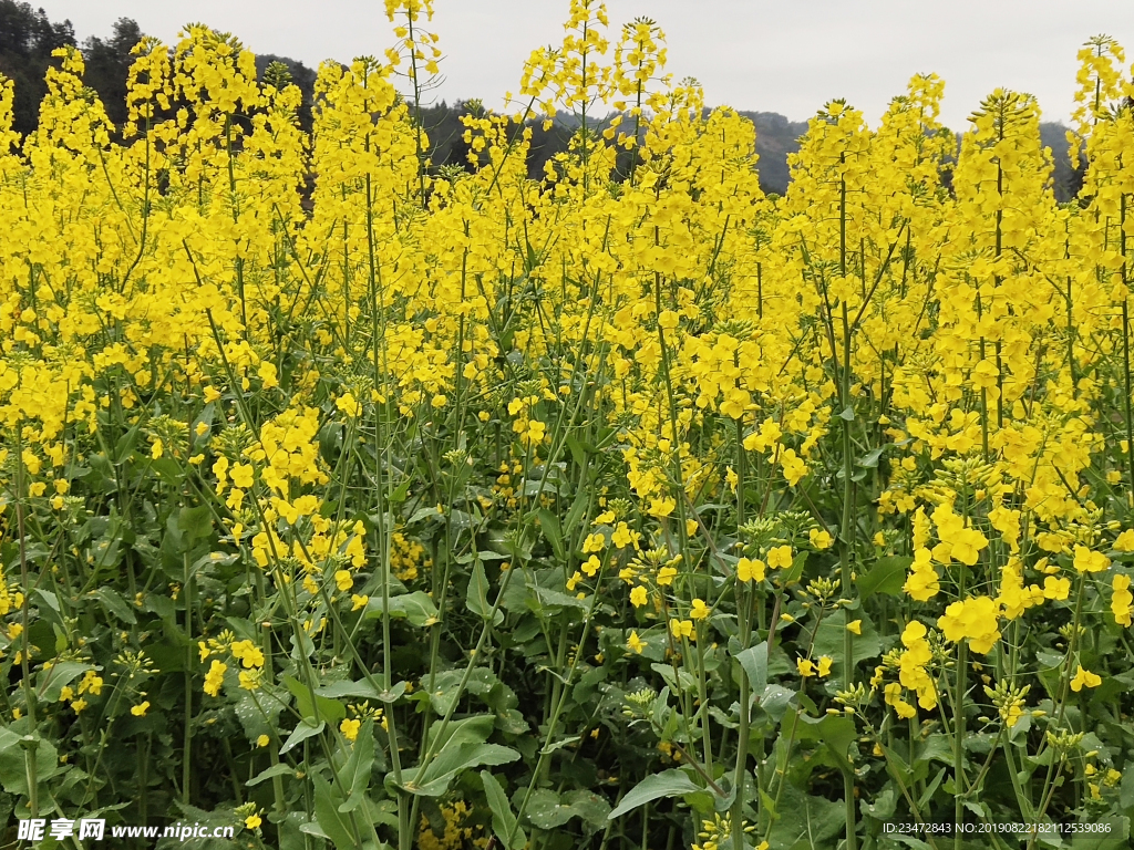 油菜花