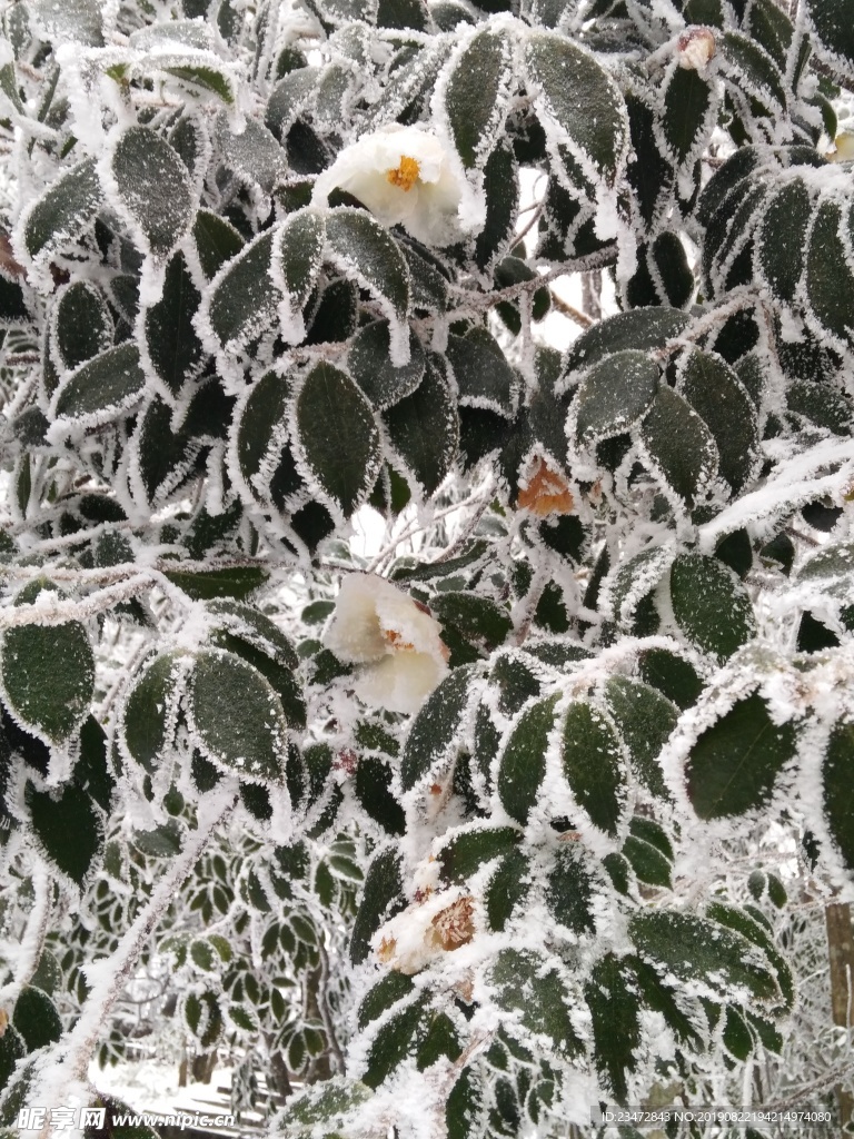 冰冻山茶花