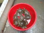 甲鱼
