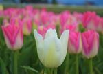 漂亮郁金香花朵