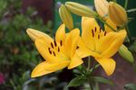 黄色百合花朵开花