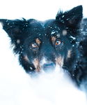 雪中帅气狗狗