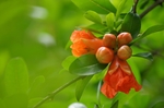 石榴花