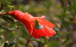 石榴花