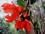 石榴花